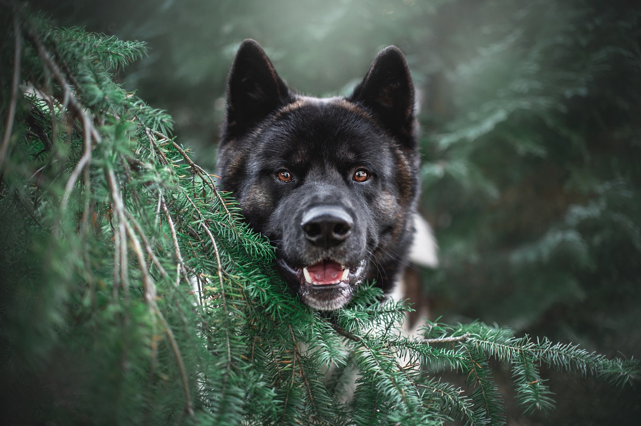 akita-5964180_1280-1