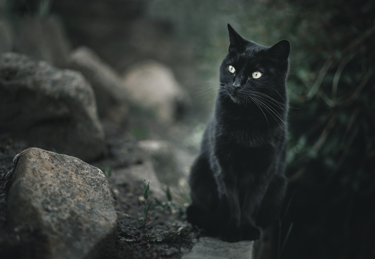 cat-6342145_1280-2