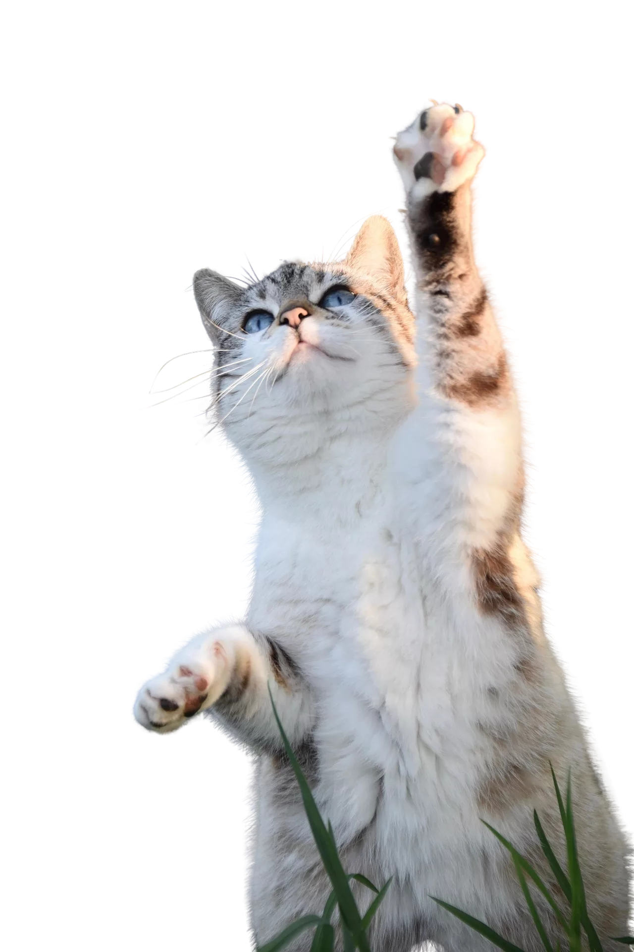 chat transparent